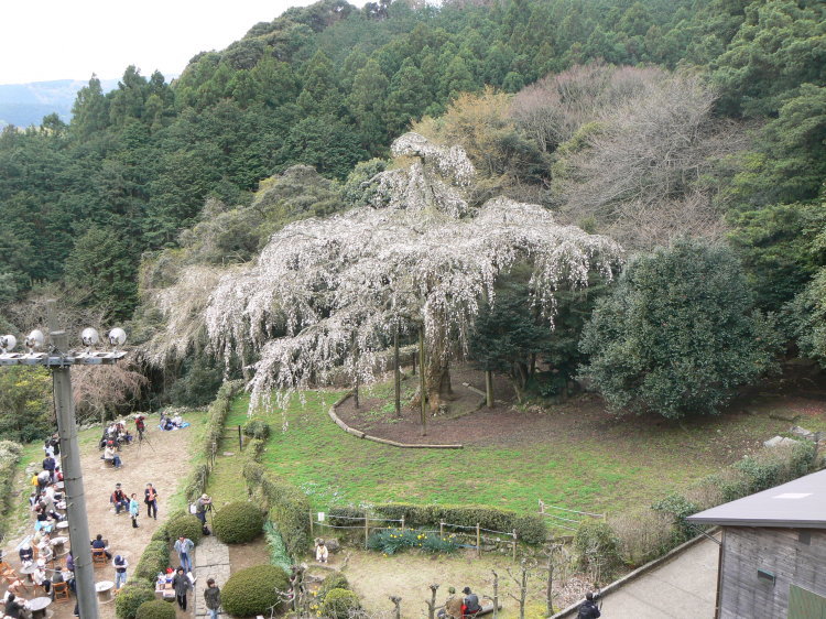 2007/3/31【神奈川県小田原花見】幽邃の長興山しだれ桜と玉宝寺五百羅漢【春日局の小田原墓】_b0116271_21052041.jpg