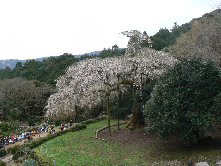 2007/3/31【神奈川県小田原花見】幽邃の長興山しだれ桜と玉宝寺五百羅漢【春日局の小田原墓】_b0116271_21052125.jpg