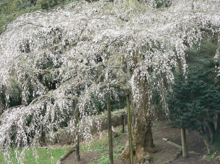 2007/3/31【神奈川県小田原花見】幽邃の長興山しだれ桜と玉宝寺五百羅漢【春日局の小田原墓】_b0116271_21052128.jpg