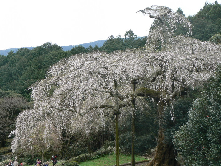 2007/3/31【神奈川県小田原花見】幽邃の長興山しだれ桜と玉宝寺五百羅漢【春日局の小田原墓】_b0116271_21052203.jpg