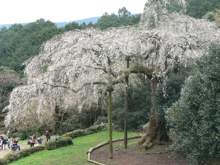 2007/3/31【神奈川県小田原花見】幽邃の長興山しだれ桜と玉宝寺五百羅漢【春日局の小田原墓】_b0116271_21052260.jpg