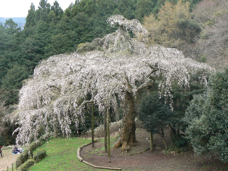 2007/3/31【神奈川県小田原花見】幽邃の長興山しだれ桜と玉宝寺五百羅漢【春日局の小田原墓】_b0116271_21052340.jpg