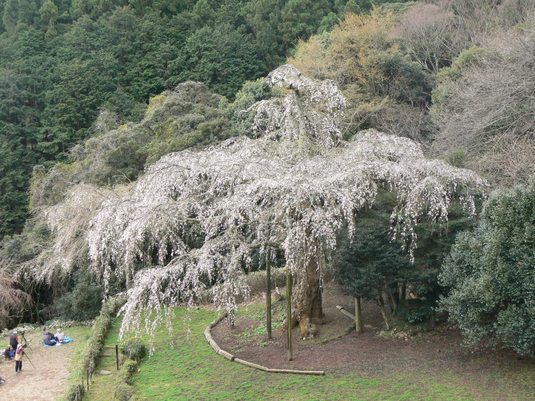 2007/3/31【神奈川県小田原花見】幽邃の長興山しだれ桜と玉宝寺五百羅漢【春日局の小田原墓】_b0116271_21064406.jpg