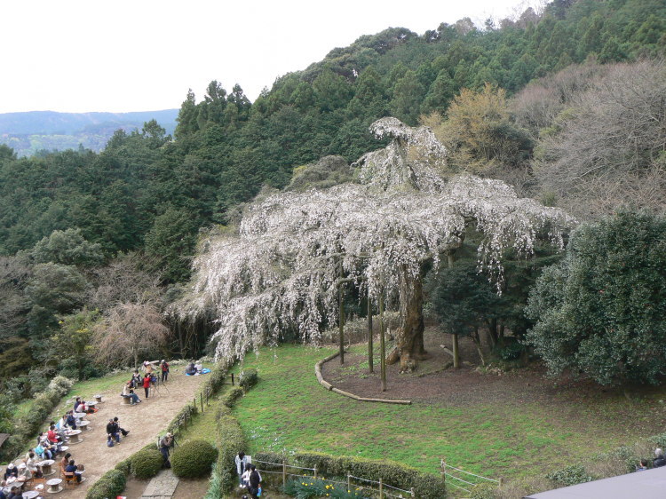 2007/3/31【神奈川県小田原花見】幽邃の長興山しだれ桜と玉宝寺五百羅漢【春日局の小田原墓】_b0116271_21064508.jpg