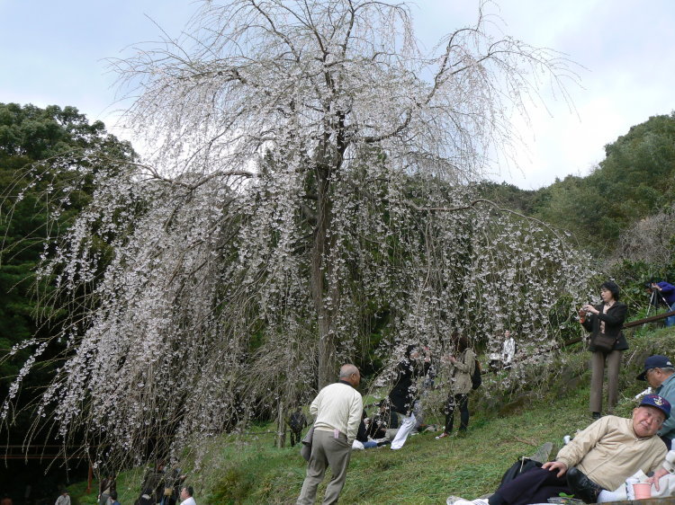 2007/3/31【神奈川県小田原花見】幽邃の長興山しだれ桜と玉宝寺五百羅漢【春日局の小田原墓】_b0116271_21064801.jpg