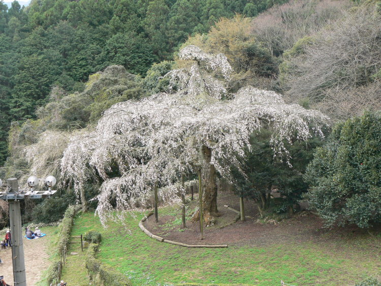 2007/3/31【神奈川県小田原花見】幽邃の長興山しだれ桜と玉宝寺五百羅漢【春日局の小田原墓】_b0116271_21064831.jpg
