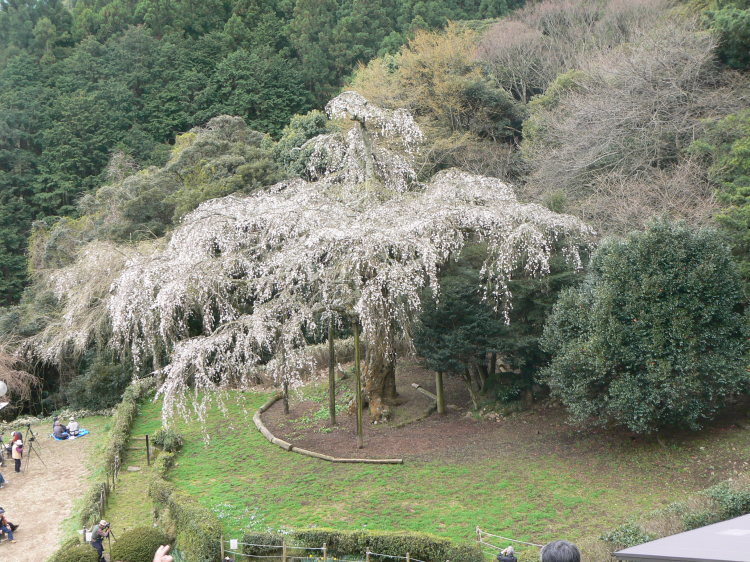 2007/3/31【神奈川県小田原花見】幽邃の長興山しだれ桜と玉宝寺五百羅漢【春日局の小田原墓】_b0116271_21064925.jpg