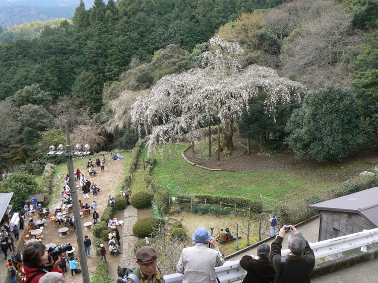 2007/3/31【神奈川県小田原花見】幽邃の長興山しだれ桜と玉宝寺五百羅漢【春日局の小田原墓】_b0116271_21065002.jpg