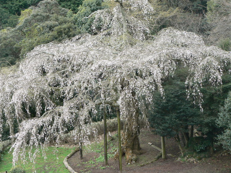 2007/3/31【神奈川県小田原花見】幽邃の長興山しだれ桜と玉宝寺五百羅漢【春日局の小田原墓】_b0116271_21065010.jpg