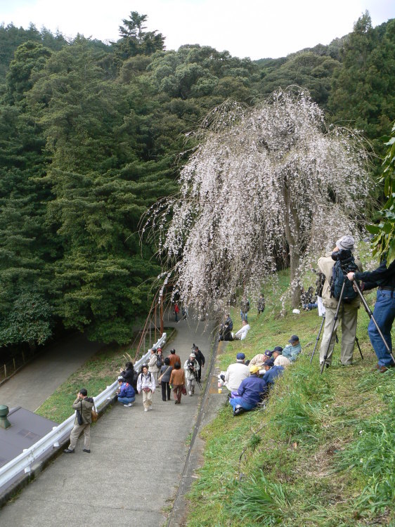 2007/3/31【神奈川県小田原花見】幽邃の長興山しだれ桜と玉宝寺五百羅漢【春日局の小田原墓】_b0116271_21065174.jpg