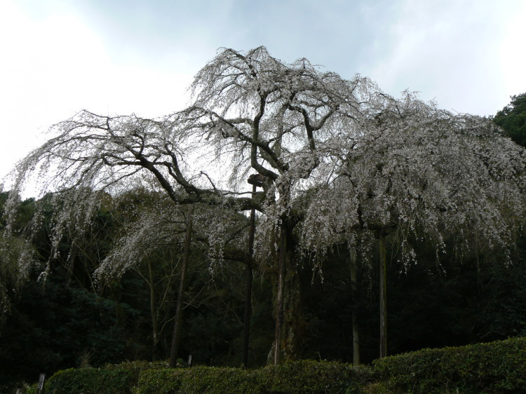 2007/3/31【神奈川県小田原花見】幽邃の長興山しだれ桜と玉宝寺五百羅漢【春日局の小田原墓】_b0116271_21083349.jpg