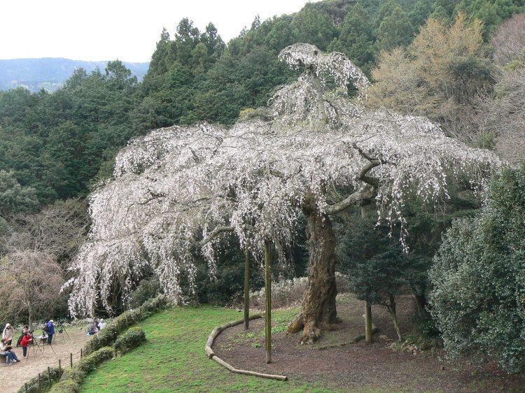 2007/3/31【神奈川県小田原花見】幽邃の長興山しだれ桜と玉宝寺五百羅漢【春日局の小田原墓】_b0116271_21083450.jpg
