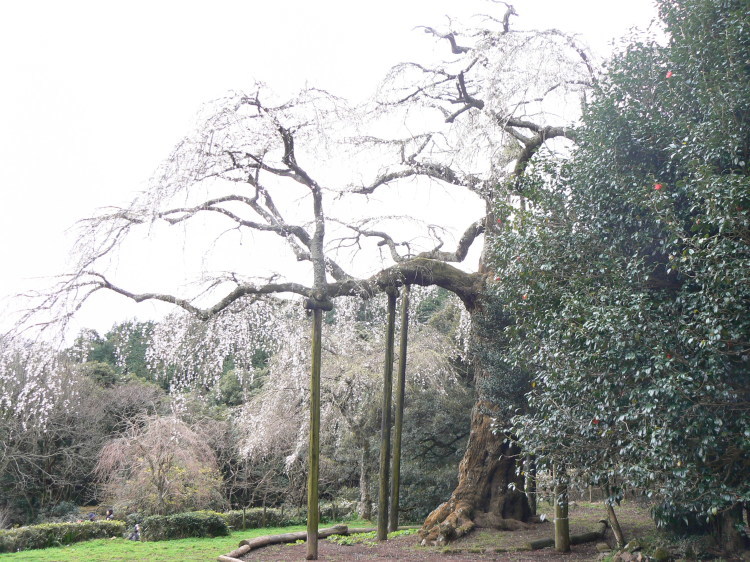 2007/3/31【神奈川県小田原花見】幽邃の長興山しだれ桜と玉宝寺五百羅漢【春日局の小田原墓】_b0116271_21083489.jpg