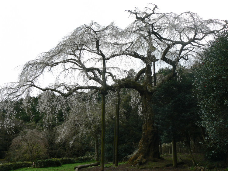 2007/3/31【神奈川県小田原花見】幽邃の長興山しだれ桜と玉宝寺五百羅漢【春日局の小田原墓】_b0116271_21083502.jpg