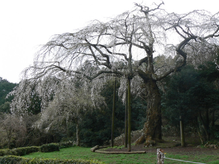 2007/3/31【神奈川県小田原花見】幽邃の長興山しだれ桜と玉宝寺五百羅漢【春日局の小田原墓】_b0116271_21083535.jpg
