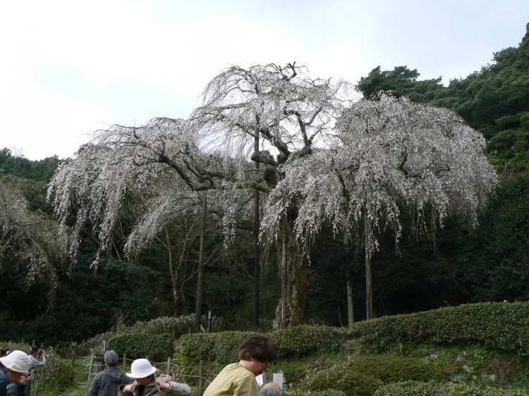 2007/3/31【神奈川県小田原花見】幽邃の長興山しだれ桜と玉宝寺五百羅漢【春日局の小田原墓】_b0116271_21083619.jpg