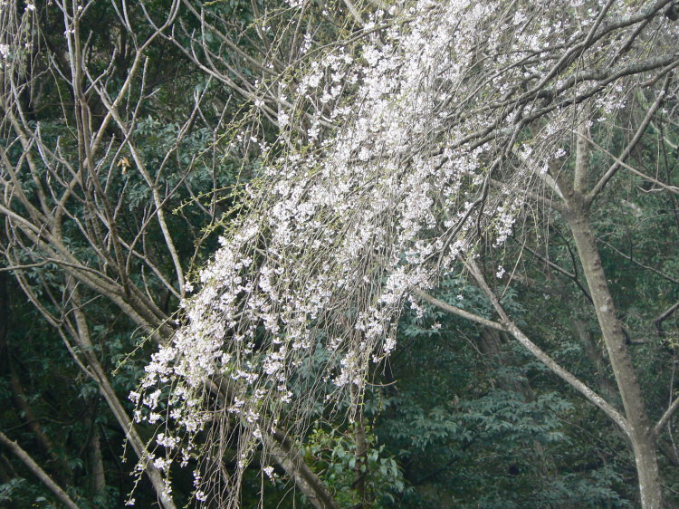 2007/3/31【神奈川県小田原花見】幽邃の長興山しだれ桜と玉宝寺五百羅漢【春日局の小田原墓】_b0116271_21111871.jpg