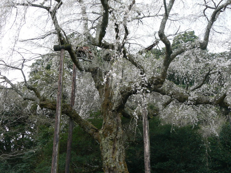 2007/3/31【神奈川県小田原花見】幽邃の長興山しだれ桜と玉宝寺五百羅漢【春日局の小田原墓】_b0116271_21111903.jpg