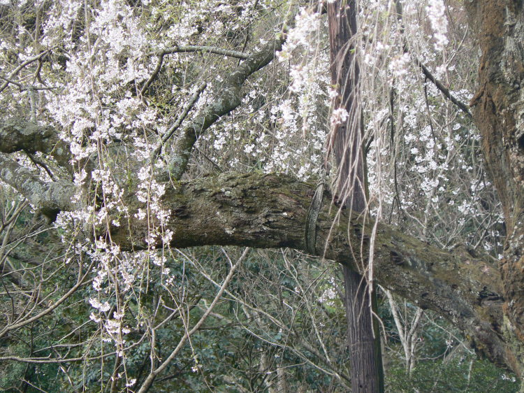 2007/3/31【神奈川県小田原花見】幽邃の長興山しだれ桜と玉宝寺五百羅漢【春日局の小田原墓】_b0116271_21111928.jpg