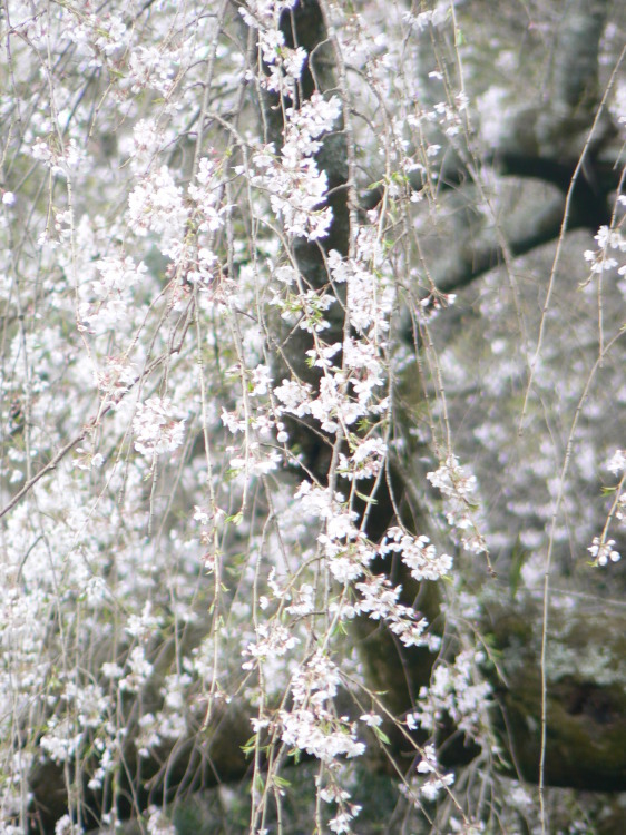 2007/3/31【神奈川県小田原花見】幽邃の長興山しだれ桜と玉宝寺五百羅漢【春日局の小田原墓】_b0116271_21112101.jpg