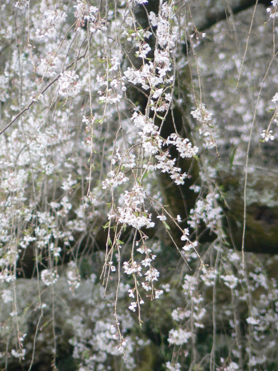 2007/3/31【神奈川県小田原花見】幽邃の長興山しだれ桜と玉宝寺五百羅漢【春日局の小田原墓】_b0116271_21112207.jpg