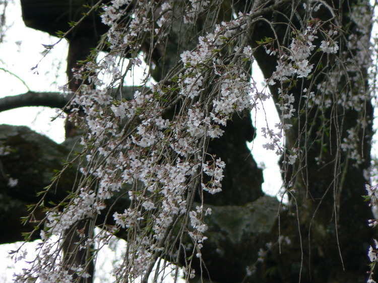 2007/3/31【神奈川県小田原花見】幽邃の長興山しだれ桜と玉宝寺五百羅漢【春日局の小田原墓】_b0116271_21112364.jpg