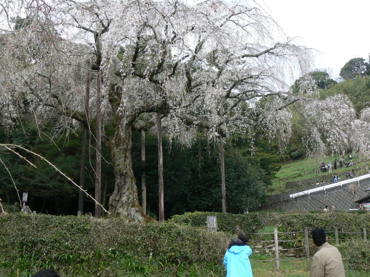 2007/3/31【神奈川県小田原花見】幽邃の長興山しだれ桜と玉宝寺五百羅漢【春日局の小田原墓】_b0116271_21135613.jpg