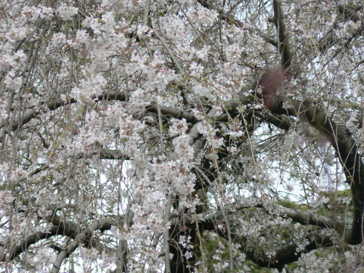 2007/3/31【神奈川県小田原花見】幽邃の長興山しだれ桜と玉宝寺五百羅漢【春日局の小田原墓】_b0116271_21135716.jpg