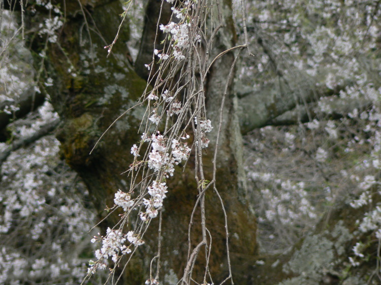 2007/3/31【神奈川県小田原花見】幽邃の長興山しだれ桜と玉宝寺五百羅漢【春日局の小田原墓】_b0116271_21135756.jpg