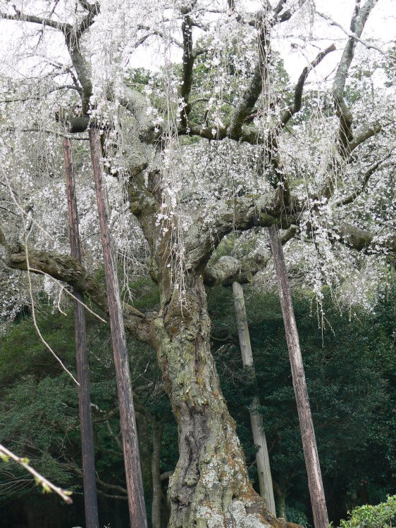 2007/3/31【神奈川県小田原花見】幽邃の長興山しだれ桜と玉宝寺五百羅漢【春日局の小田原墓】_b0116271_21135955.jpg