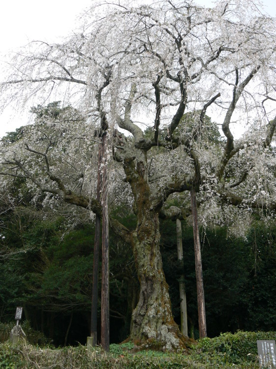 2007/3/31【神奈川県小田原花見】幽邃の長興山しだれ桜と玉宝寺五百羅漢【春日局の小田原墓】_b0116271_21140031.jpg
