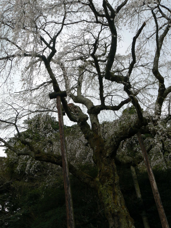 2007/3/31【神奈川県小田原花見】幽邃の長興山しだれ桜と玉宝寺五百羅漢【春日局の小田原墓】_b0116271_21140114.jpg