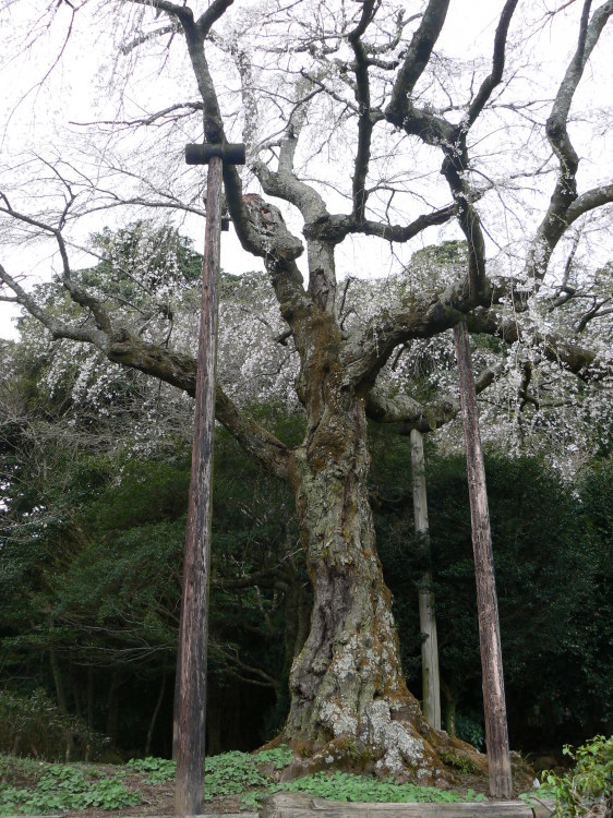 2007/3/31【神奈川県小田原花見】幽邃の長興山しだれ桜と玉宝寺五百羅漢【春日局の小田原墓】_b0116271_21174403.jpg