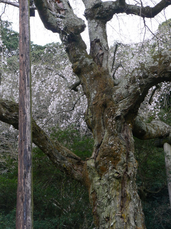 2007/3/31【神奈川県小田原花見】幽邃の長興山しだれ桜と玉宝寺五百羅漢【春日局の小田原墓】_b0116271_21174586.jpg