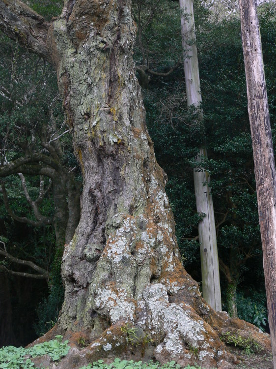 2007/3/31【神奈川県小田原花見】幽邃の長興山しだれ桜と玉宝寺五百羅漢【春日局の小田原墓】_b0116271_21174595.jpg
