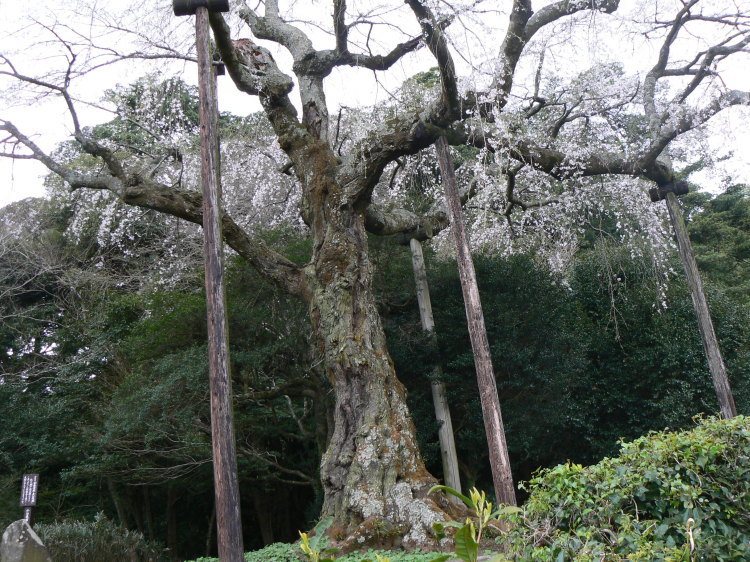 2007/3/31【神奈川県小田原花見】幽邃の長興山しだれ桜と玉宝寺五百羅漢【春日局の小田原墓】_b0116271_21174782.jpg