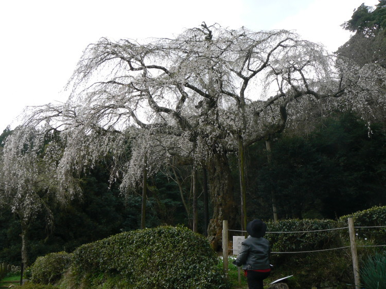 2007/3/31【神奈川県小田原花見】幽邃の長興山しだれ桜と玉宝寺五百羅漢【春日局の小田原墓】_b0116271_21174790.jpg