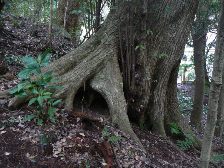 2007/3/31【神奈川県小田原花見】幽邃の長興山しだれ桜と玉宝寺五百羅漢【春日局の小田原墓】_b0116271_21204534.jpg