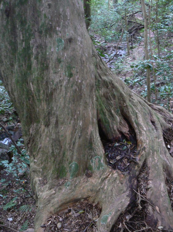 2007/3/31【神奈川県小田原花見】幽邃の長興山しだれ桜と玉宝寺五百羅漢【春日局の小田原墓】_b0116271_21204926.jpg