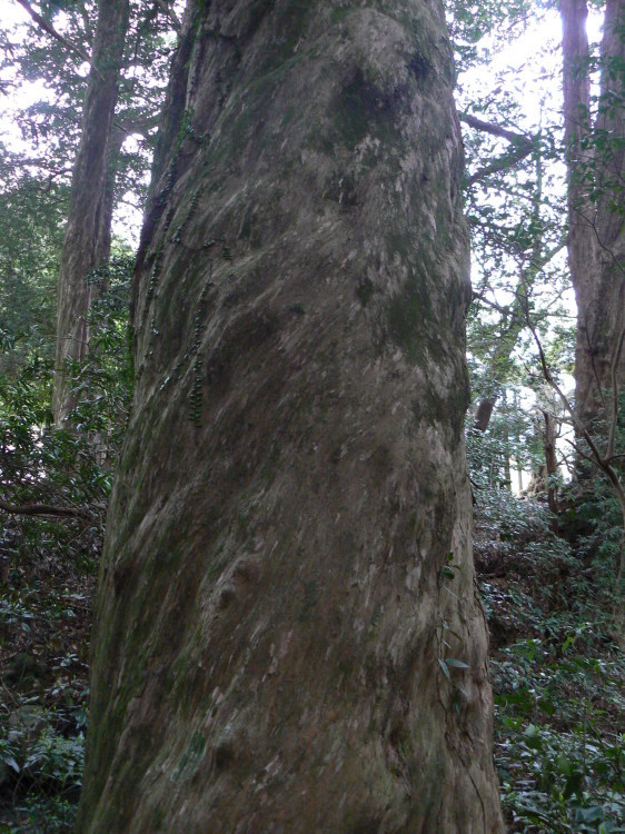 2007/3/31【神奈川県小田原花見】幽邃の長興山しだれ桜と玉宝寺五百羅漢【春日局の小田原墓】_b0116271_21205056.jpg