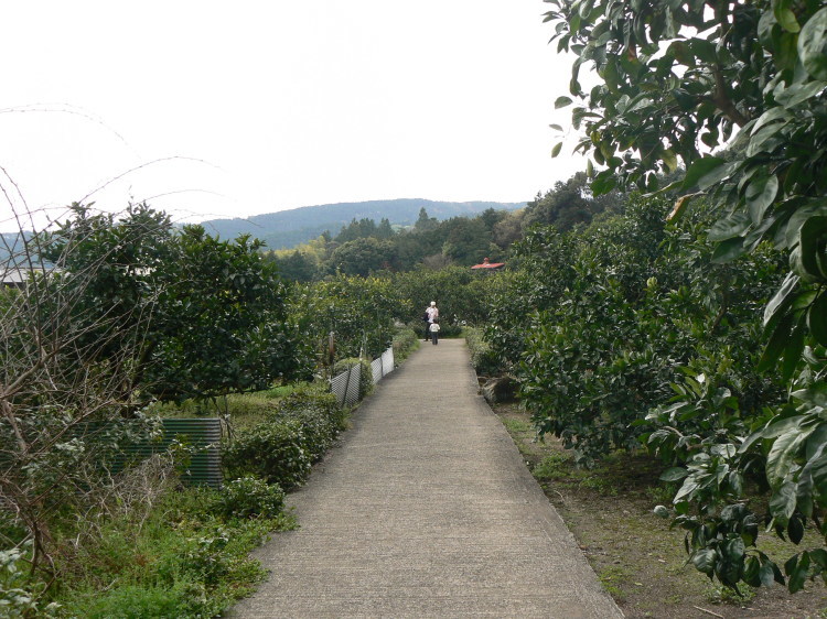 2007/3/31【神奈川県小田原花見】幽邃の長興山しだれ桜と玉宝寺五百羅漢【春日局の小田原墓】_b0116271_21232359.jpg