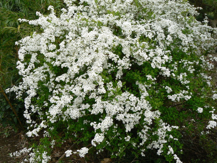2007/3/31【神奈川県小田原花見】幽邃の長興山しだれ桜と玉宝寺五百羅漢【春日局の小田原墓】_b0116271_21294551.jpg