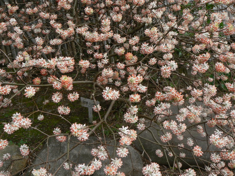 2007/3/31【神奈川県小田原花見】幽邃の長興山しだれ桜と玉宝寺五百羅漢【春日局の小田原墓】_b0116271_21362864.jpg