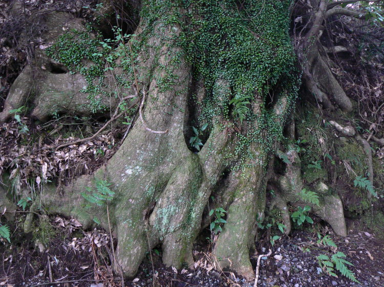 2007/3/31【神奈川県小田原花見】幽邃の長興山しだれ桜と玉宝寺五百羅漢【春日局の小田原墓】_b0116271_21363247.jpg