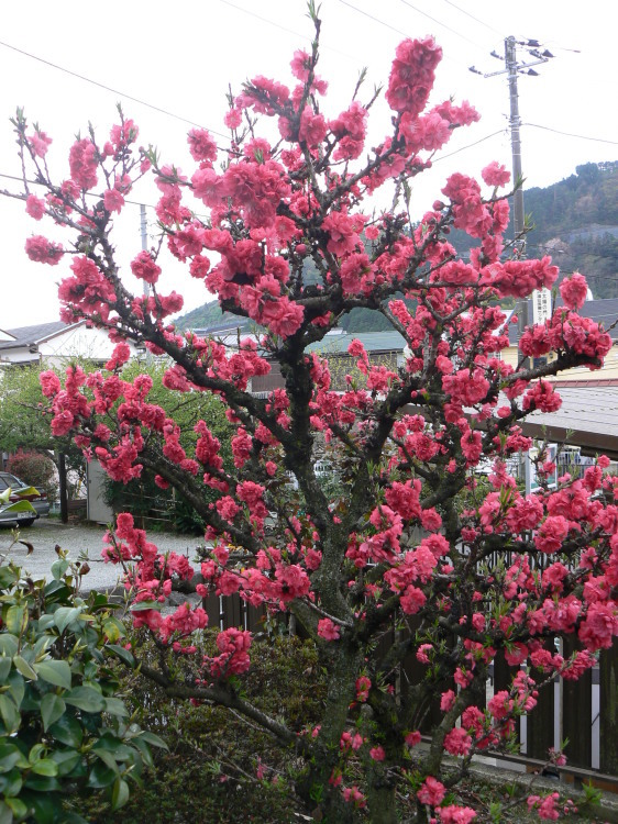 2007/3/31【神奈川県小田原花見】幽邃の長興山しだれ桜と玉宝寺五百羅漢【春日局の小田原墓】_b0116271_21484460.jpg