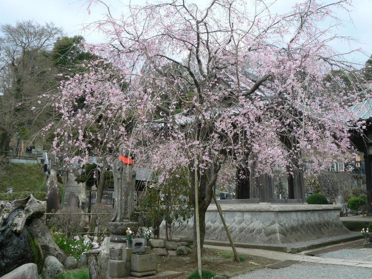 2007/3/31【神奈川県小田原花見】幽邃の長興山しだれ桜と玉宝寺五百羅漢【春日局の小田原墓】_b0116271_21484465.jpg