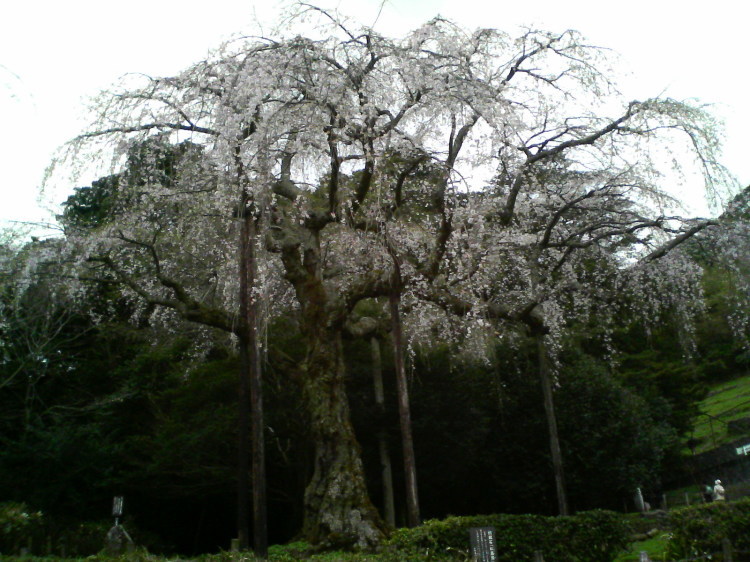 2007/3/31【神奈川県小田原花見】幽邃の長興山しだれ桜と玉宝寺五百羅漢【春日局の小田原墓】_b0116271_22071402.jpg