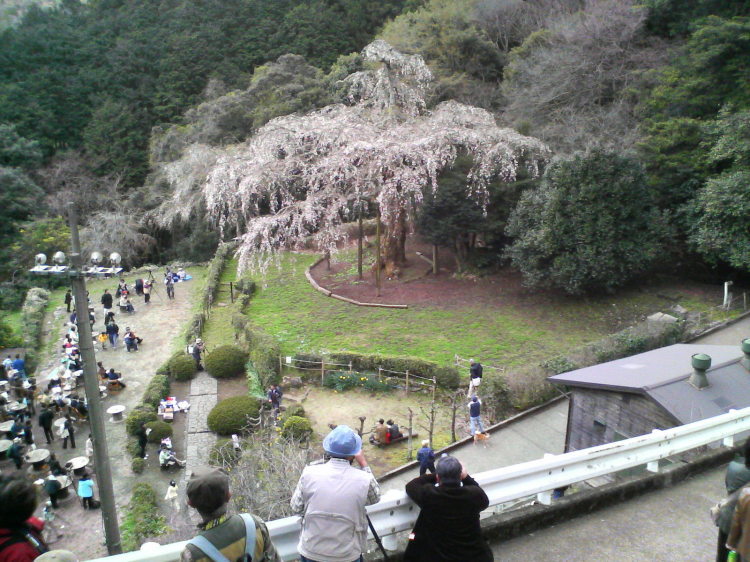 2007/3/31【神奈川県小田原花見】幽邃の長興山しだれ桜と玉宝寺五百羅漢【春日局の小田原墓】_b0116271_22071467.jpg