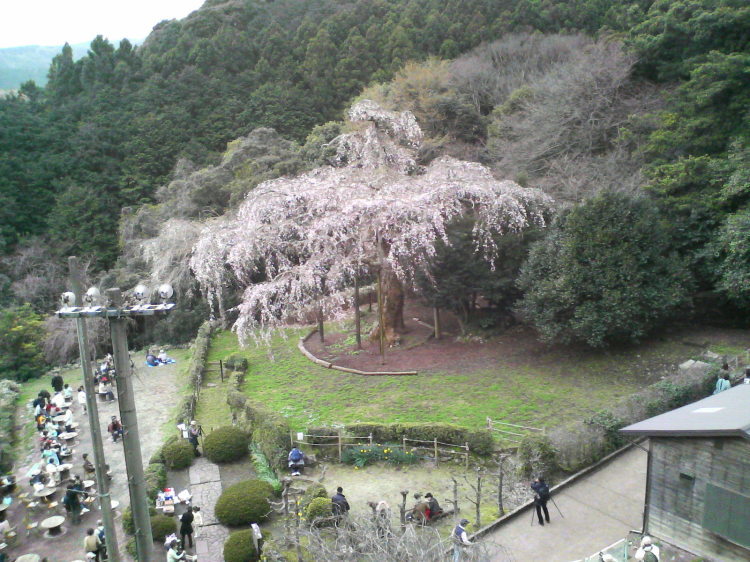 2007/3/31【神奈川県小田原花見】幽邃の長興山しだれ桜と玉宝寺五百羅漢【春日局の小田原墓】_b0116271_22071493.jpg