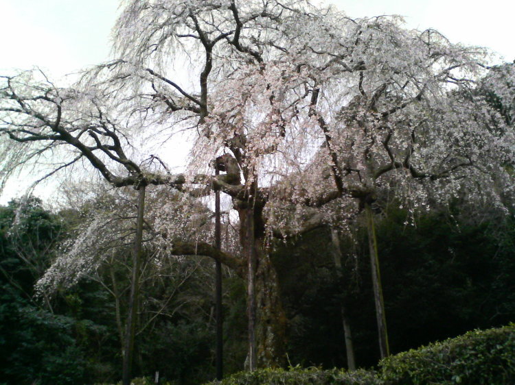 2007/3/31【神奈川県小田原花見】幽邃の長興山しだれ桜と玉宝寺五百羅漢【春日局の小田原墓】_b0116271_22071503.jpg